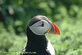 puffin, puffins, british-4-copy